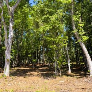 Photo #2 of 9904 Highway 17 North, McClellanville, SC 3.2 acres