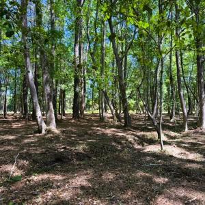 Photo #4 of 9904 Highway 17 North, McClellanville, SC 3.2 acres