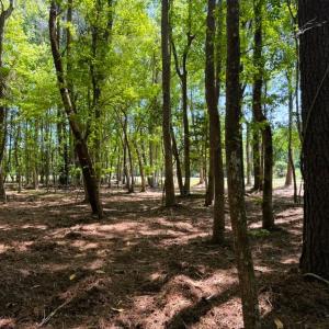 Photo #16 of 9904 Highway 17 North, McClellanville, SC 3.2 acres