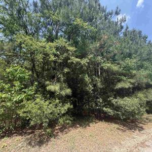 Photo #2 of Lot 1 Brantly Rd., Andrews, SC 1.1 acres