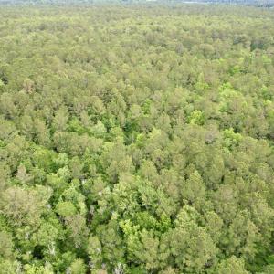 Photo #12 of Tract A - TBD Pennyroyal Rd., Georgetown, SC 25.0 acres