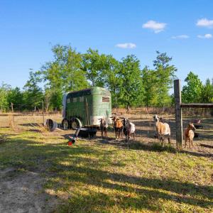 Photo #17 of 1040 Wee Tee Rd., Andrews, SC 20.4 acres