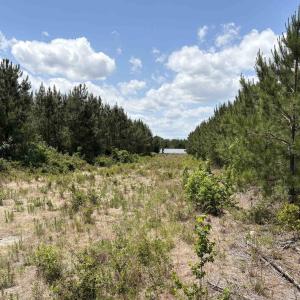 Photo #4 of Highway 501 Bypass, Marion, SC 18.7 acres