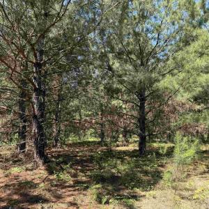 Photo #28 of 43 Acres - 5432 Juneburn Rd., Manning, SC 43.0 acres
