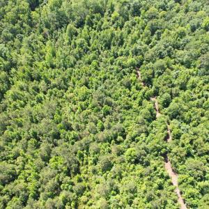 Photo #18 of 43 Acres - 5432 Juneburn Rd., Manning, SC 43.0 acres
