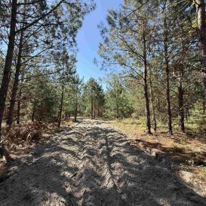 Photo #3 of 43 Acres - 5432 Juneburn Rd., Manning, SC 43.0 acres