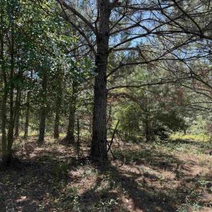 Photo #30 of 43 Acres - 5432 Juneburn Rd., Manning, SC 43.0 acres