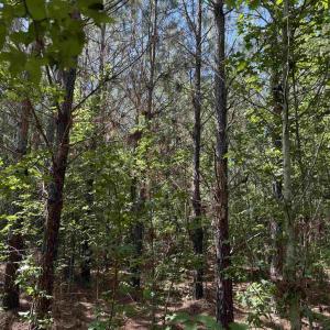 Photo #24 of 43 Acres - 5432 Juneburn Rd., Manning, SC 43.0 acres