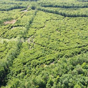Photo #19 of 43 Acres - 5432 Juneburn Rd., Manning, SC 43.0 acres