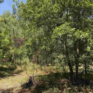 Photo #31 of 43 Acres - 5432 Juneburn Rd., Manning, SC 43.0 acres