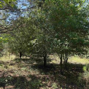 Photo #29 of 43 Acres - 5432 Juneburn Rd., Manning, SC 43.0 acres