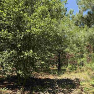 Photo #27 of 43 Acres - 5432 Juneburn Rd., Manning, SC 43.0 acres