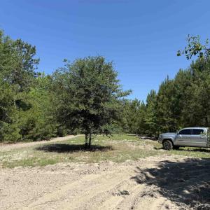 Photo #10 of 43 Acres - 5432 Juneburn Rd., Manning, SC 43.0 acres