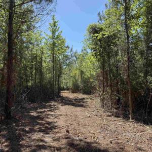 Photo #9 of 43 Acres - 5432 Juneburn Rd., Manning, SC 43.0 acres