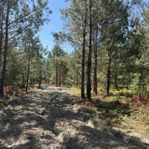 Photo #2 of 43 Acres - 5432 Juneburn Rd., Manning, SC 43.0 acres