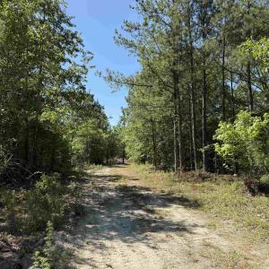 Photo #5 of 43 Acres - 5432 Juneburn Rd., Manning, SC 43.0 acres