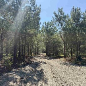 Photo #4 of 43 Acres - 5432 Juneburn Rd., Manning, SC 43.0 acres
