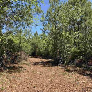 Photo #8 of 43 Acres - 5432 Juneburn Rd., Manning, SC 43.0 acres
