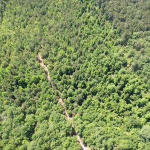 Photo #16 of 43 Acres - 5432 Juneburn Rd., Manning, SC 43.0 acres