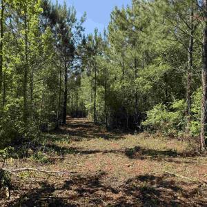 Photo #7 of 43 Acres - 5432 Juneburn Rd., Manning, SC 43.0 acres