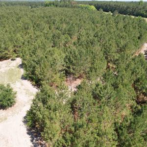 Photo #26 of 43 Acres - 5432 Juneburn Rd., Manning, SC 43.0 acres