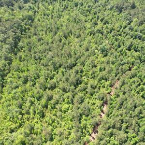 Photo #17 of 43 Acres - 5432 Juneburn Rd., Manning, SC 43.0 acres