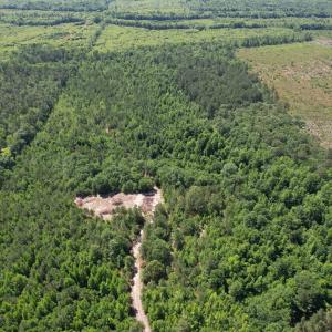 Photo #15 of 43 Acres - 5432 Juneburn Rd., Manning, SC 43.0 acres
