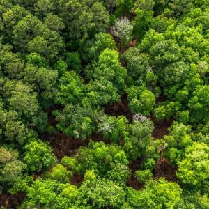 Photo #21 of 2850 Gause Rd., Loris, SC 11.0 acres