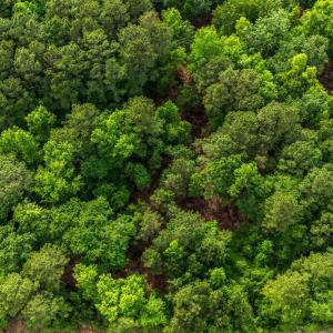 Photo #20 of 2850 Gause Rd., Loris, SC 11.0 acres