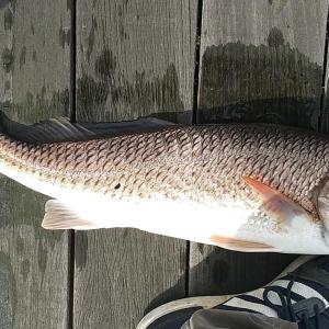 Photo #12 of 32 Crescent Dr., Georgetown, SC 0.1 acres