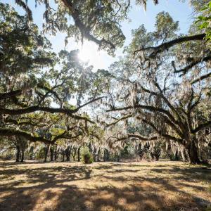 Photo #8 of 1939 Mauricena Rd., Georgetown, SC 1.0 acres
