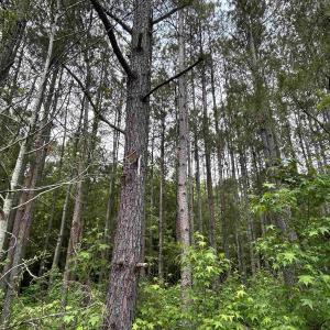 Photo #12 of 2680 Green Sea Rd., Green Sea, SC 112.0 acres