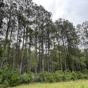 Photo #8 of 2680 Green Sea Rd., Green Sea, SC 112.0 acres