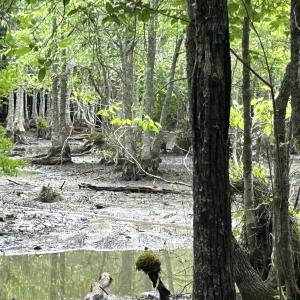 Photo #10 of 2680 Green Sea Rd., Green Sea, SC 112.0 acres