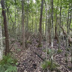 Photo #9 of 2680 Green Sea Rd., Green Sea, SC 112.0 acres