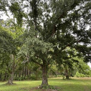 Photo #7 of 2680 Green Sea Rd., Green Sea, SC 112.0 acres
