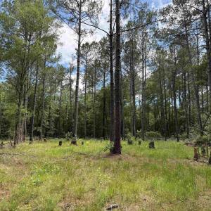 Photo #1 of 17.8 Acres-5871 Pennyroyal Rd., Georgetown, SC 17.8 acres