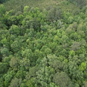 Photo #8 of 17.8 Acres-5871 Pennyroyal Rd., Georgetown, SC 17.8 acres