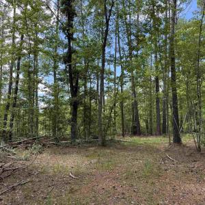 Photo #5 of 17.8 Acres-5871 Pennyroyal Rd., Georgetown, SC 17.8 acres