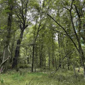 Photo #4 of 17.8 Acres-5871 Pennyroyal Rd., Georgetown, SC 17.8 acres