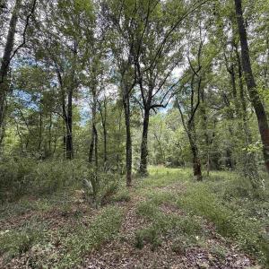 Photo #3 of 17.8 Acres-5871 Pennyroyal Rd., Georgetown, SC 17.8 acres