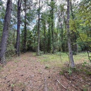 Photo #2 of 17.8 Acres-5871 Pennyroyal Rd., Georgetown, SC 17.8 acres
