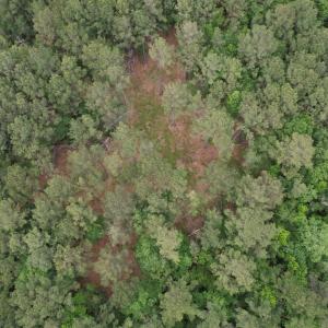 Photo #10 of 17.8 Acres-5871 Pennyroyal Rd., Georgetown, SC 17.8 acres