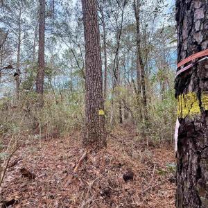 Photo #20 of Tract B - TBD Pennyroyal Rd., Georgetown, SC 5.5 acres