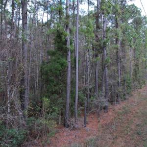 Photo #18 of Tract B - TBD Pennyroyal Rd., Georgetown, SC 5.5 acres