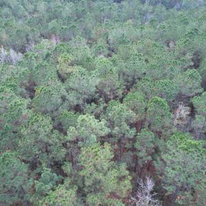 Photo #16 of Tract B - TBD Pennyroyal Rd., Georgetown, SC 5.5 acres