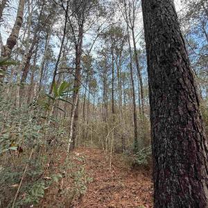 Photo #22 of Tract B - TBD Pennyroyal Rd., Georgetown, SC 5.5 acres