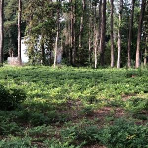 Photo #3 of TBD Horseshoe Circle, Conway, SC 0.6 acres