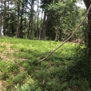 Photo #5 of TBD Horseshoe Circle, Conway, SC 0.6 acres