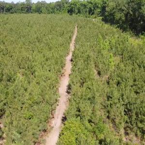 Photo #4 of Lot 4 Attadale Rd, Blenheim, SC 12.7 acres